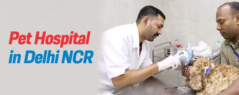 Cat Vaccination Schedule  | CGS Hospital